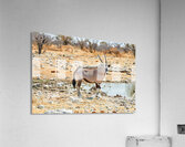 Gemsbok oryx drinking near water in Etosha National Park Namibi Acrylic Print