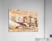 Cheetah feeding on prey in Okonjima Reserve Namibia Acrylic Print