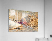 Cheetah feeding on its kill in Okonjima Reserve Namibia Acrylic Print