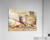 Cheetah feeding on prey in Okonjima Reserve in Namibia Acrylic Print