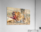 Cheetah feeding on prey in Okonjima Reserve Namibia Acrylic Print