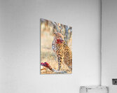 Cheetah eating after a hunt in Okonjima Reserve Namibia Acrylic Print