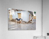 Man walking with cow in Mandawa streets Rajasthan India Acrylic Print