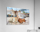 Cows resting at Sardar Market in Jodhpur Rajasthan during the d Acrylic Print