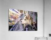 Dog riding in bag on subway in Manhattan New York City Acrylic Print