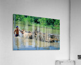Washing cows in a river in the countryside of Myanmar Acrylic Print