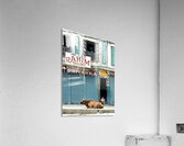 Holy cow resting on the street in Kathmandu Nepal Acrylic Print