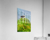 Puffin resting on grass by the sea in Borgarfjordur Eystri Acrylic Print