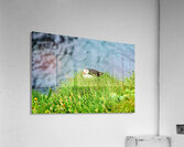 Puffin resting on grass at Borgarfjordur Eystri in Iceland Acrylic Print