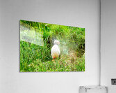 Puffin standing in grass at Borgarfjordur Eystri in Iceland Acrylic Print