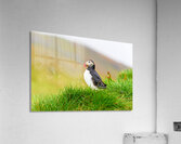 Puffin standing on grass in Borgarfjordur Eystri Iceland Acrylic Print