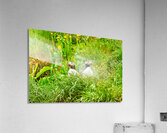 Two puffins resting in Borgarfjordur Eystri Iceland Acrylic Print