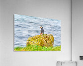 Puffin on rock at Borgarfjordur Eystri in Iceland by the ocean Acrylic Print
