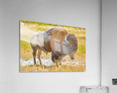 Wild american bison in Yellowstone National Park during summer Acrylic Print