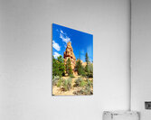 Visit to Dixie National Forest during a sunny afternoon Acrylic Print