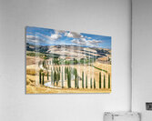 Cypress trees line winding road in Val dOrcia Tuscany Acrylic Print