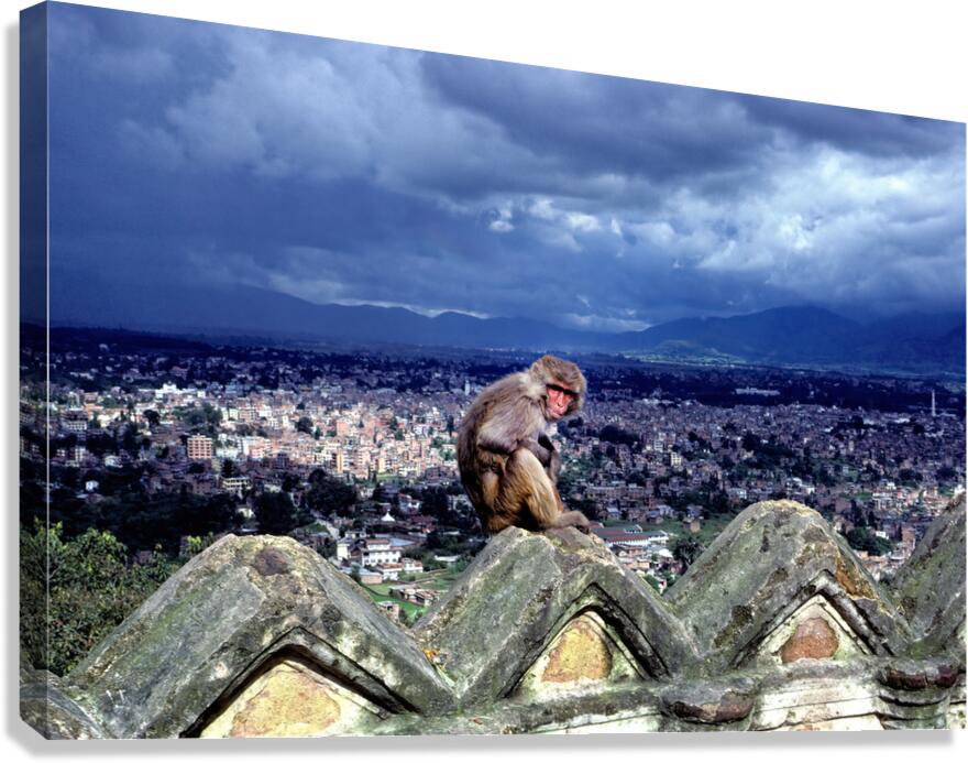 Nepal. Kathmandu. A monkey overlooking the city