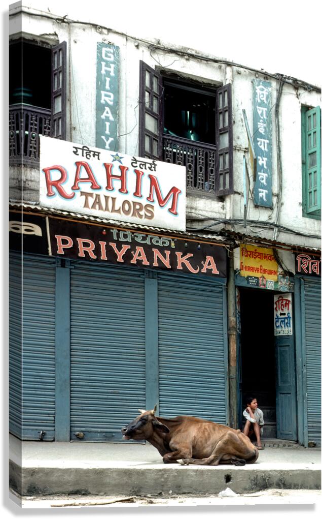 Nepal. Kathmandu. Holy cow