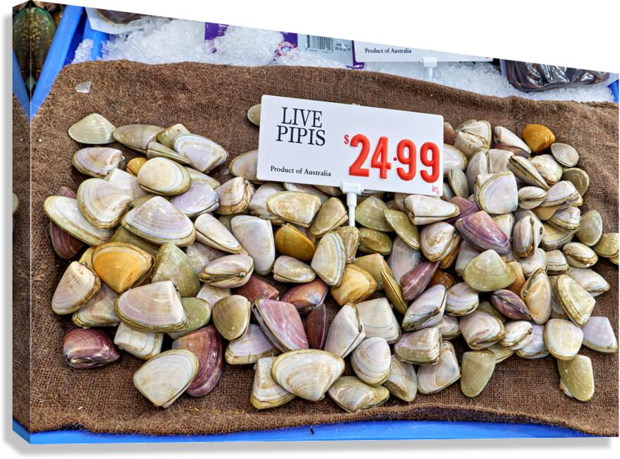 Live pipis for sale at $24.99 per kg.