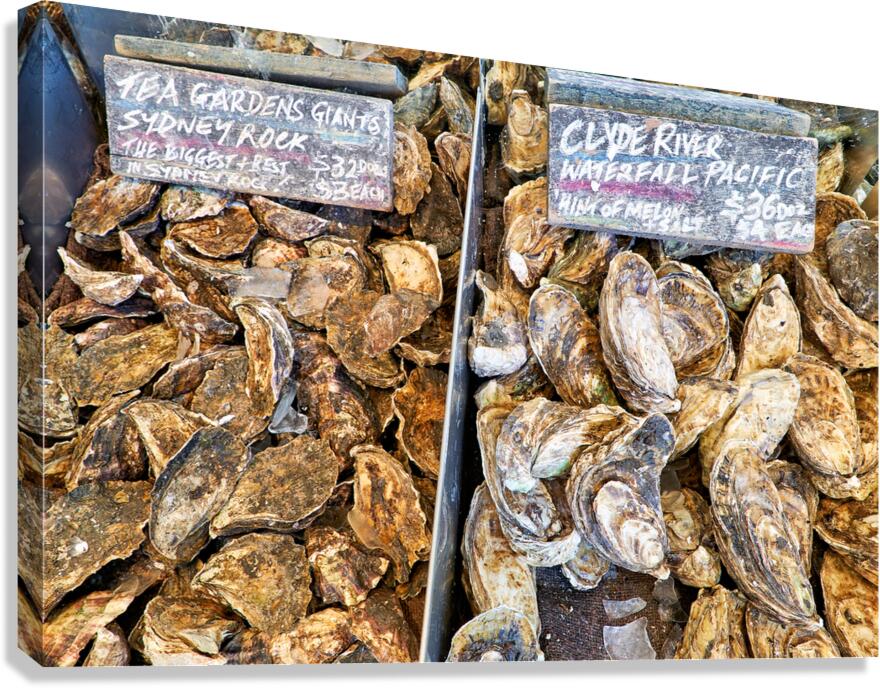 Fresh Sydney Rock and Clyde River oysters on display.