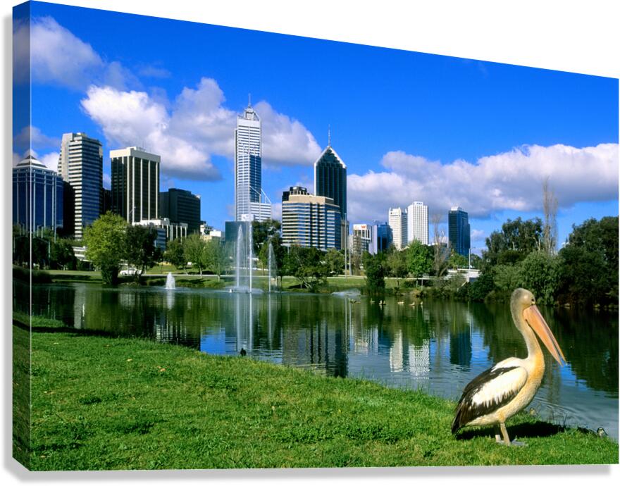 A pelican poses before the Perth Australia city skyline.