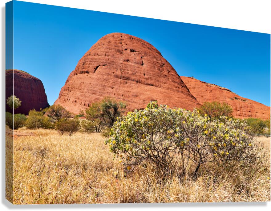 Red rock formations with yellow flowers under a blue sky.