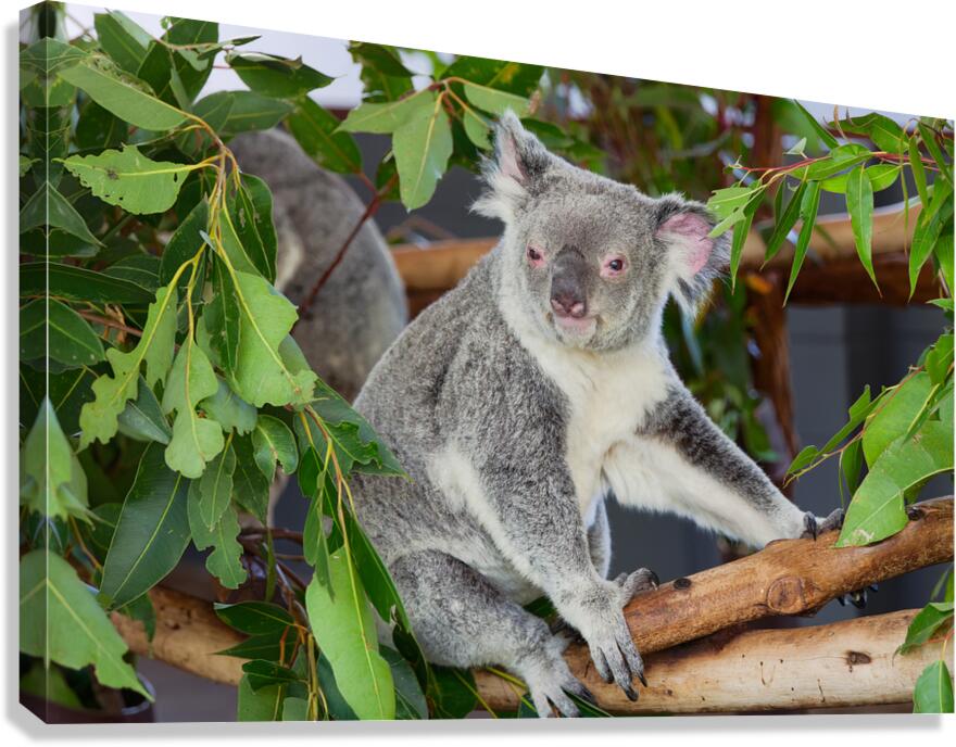Koala sits on a tree branch among green leaves in Australia