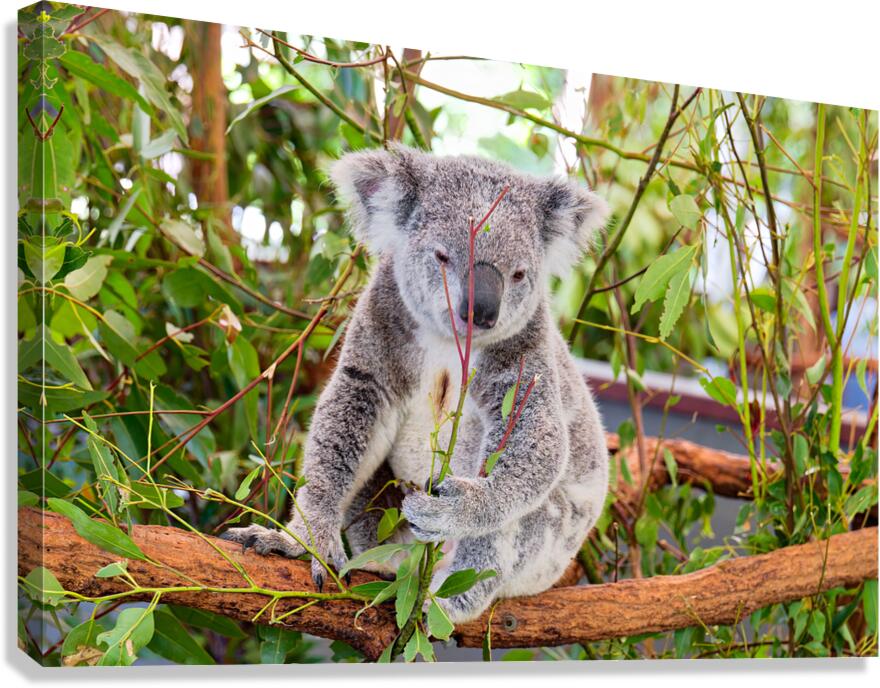 Koala eating eucalyptus leaves in a tree.