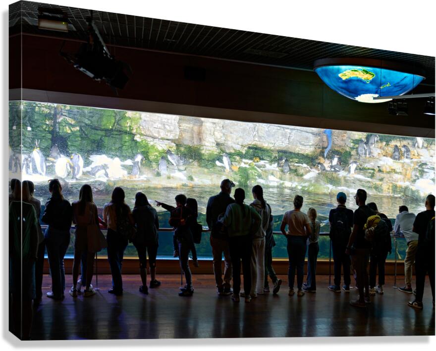 Visitors watch penguins at the Oceanografic in Valencia Spain