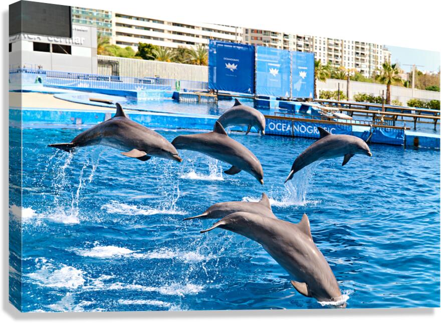 Dolphins display skills at Oceanografic in Valencia Spain