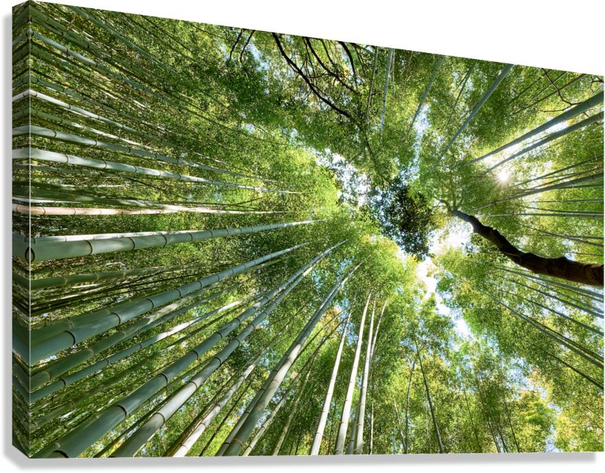 Exploring the tall bamboo trees in Arashiyama Bamboo Grove in Ky