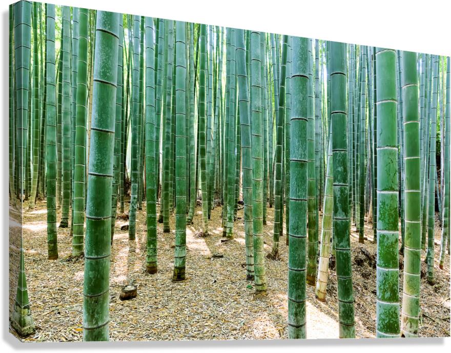 Explore the beauty of Arashiyama Bamboo Grove in Kyoto Japan
