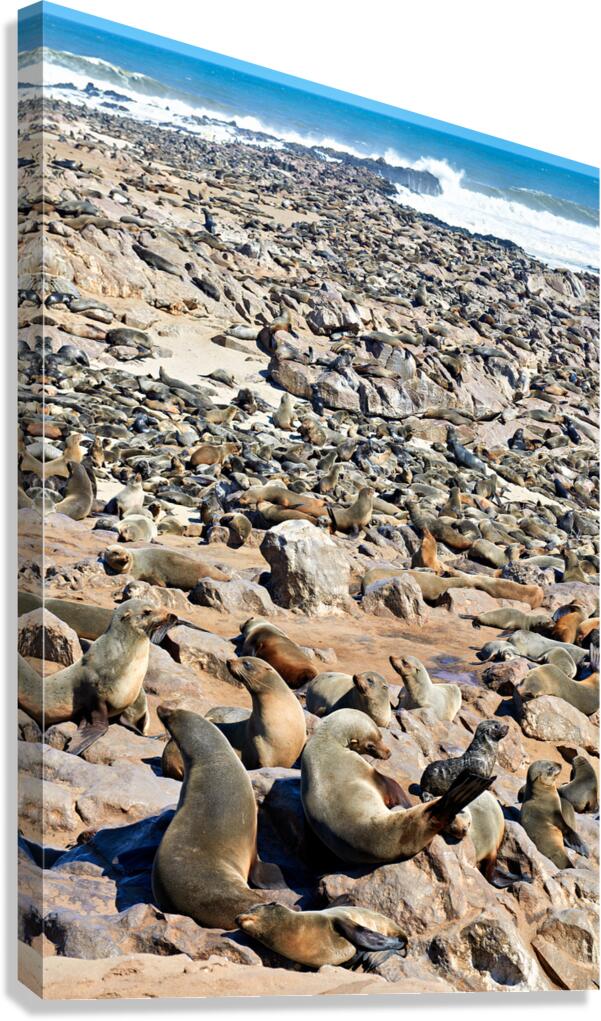 Cape fur seals gather at Cape Cross in Namibias Skeleton Coast