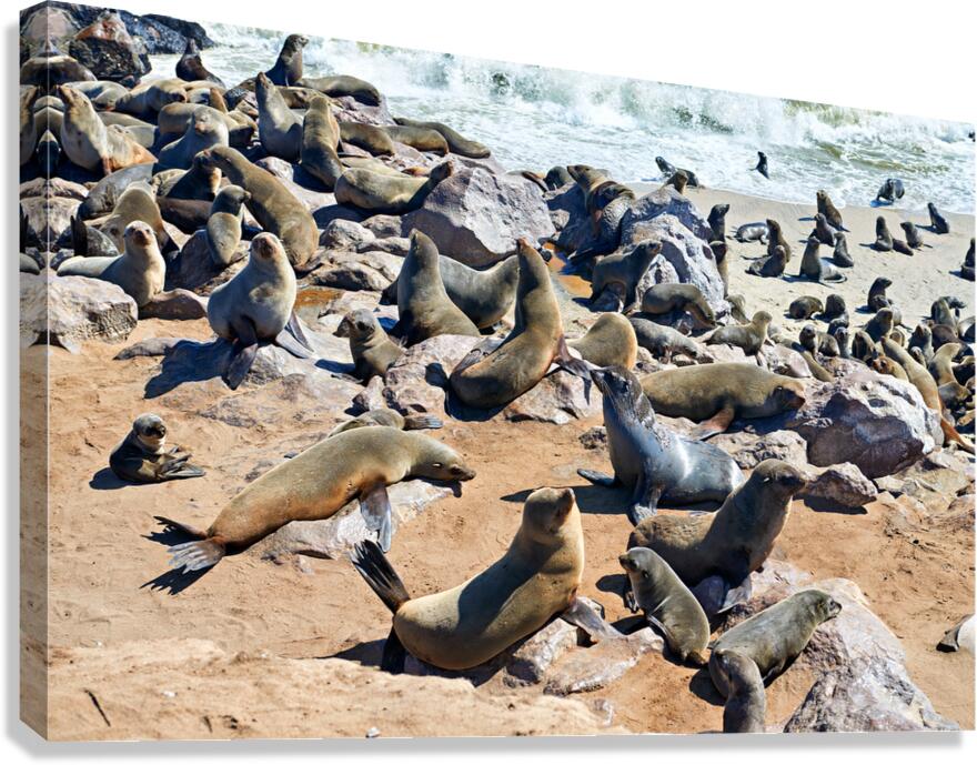 Cape fur seals rest on rocks at Cape Cross in Namibias Skeleton