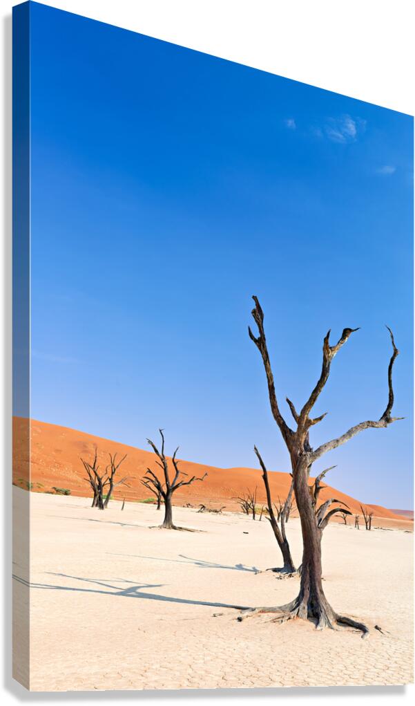 Dried out camel thorn trees in Deadvlei clay pan Namibia
