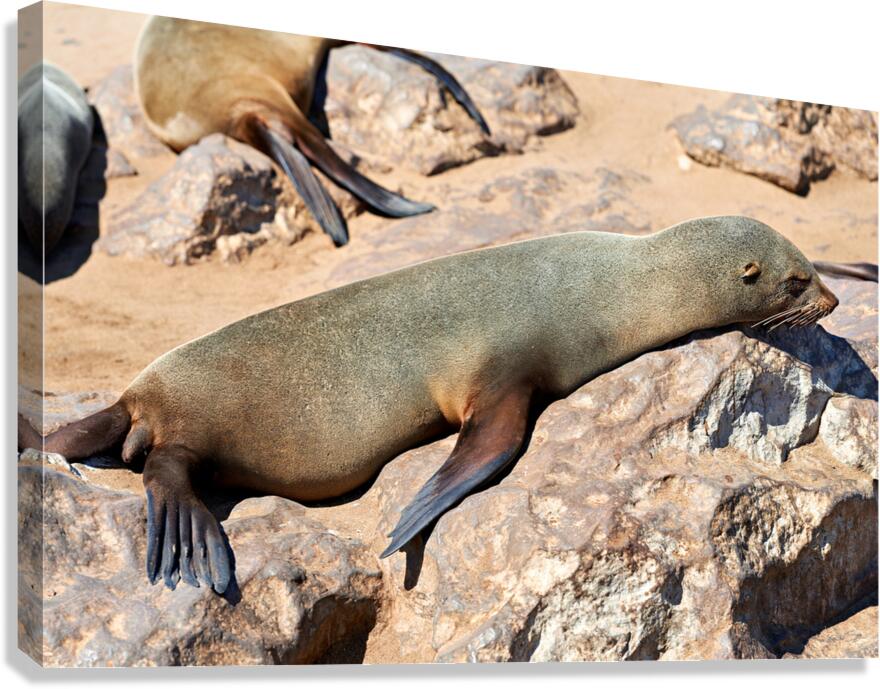Cape fur seal resting on rocks at Cape Cross in Namibia