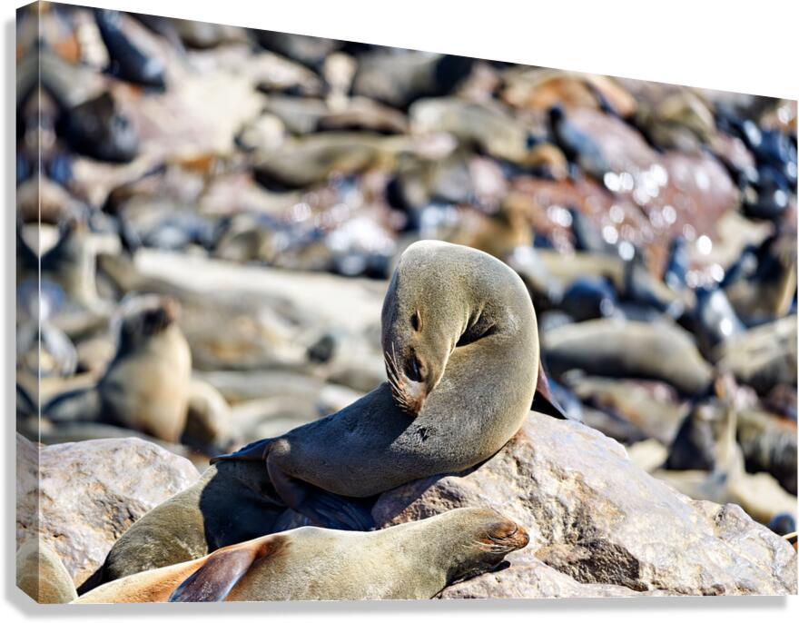 Cape fur seals resting on rocks at Cape Cross in Namibia