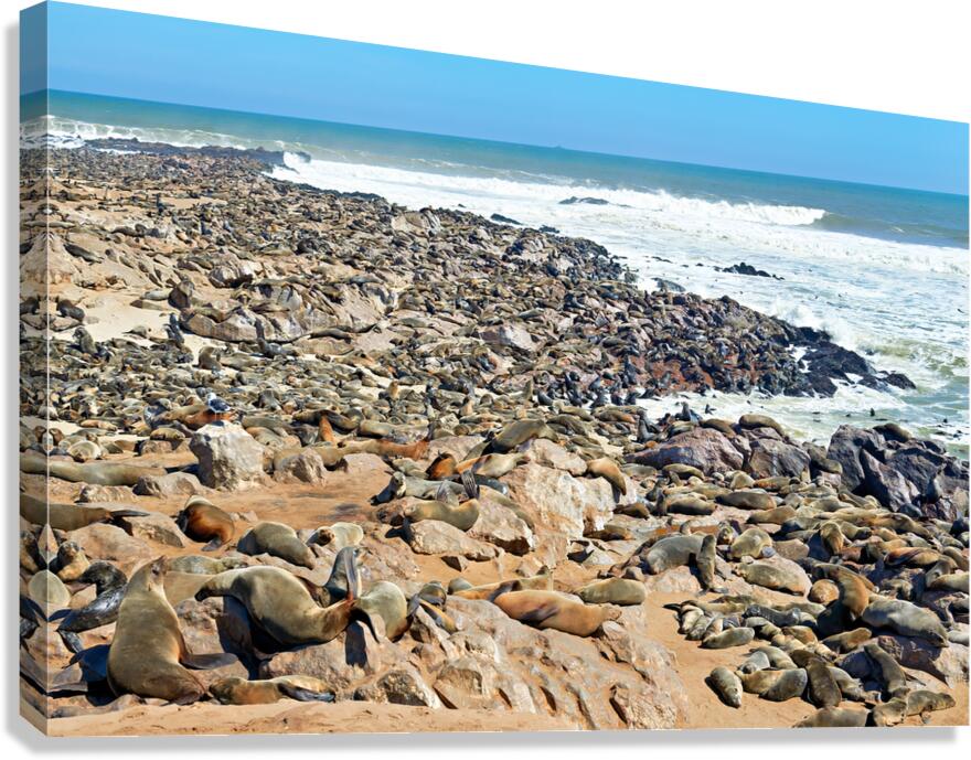 Cape fur seals resting on Skeleton Coast in Namibia at Cape Cros