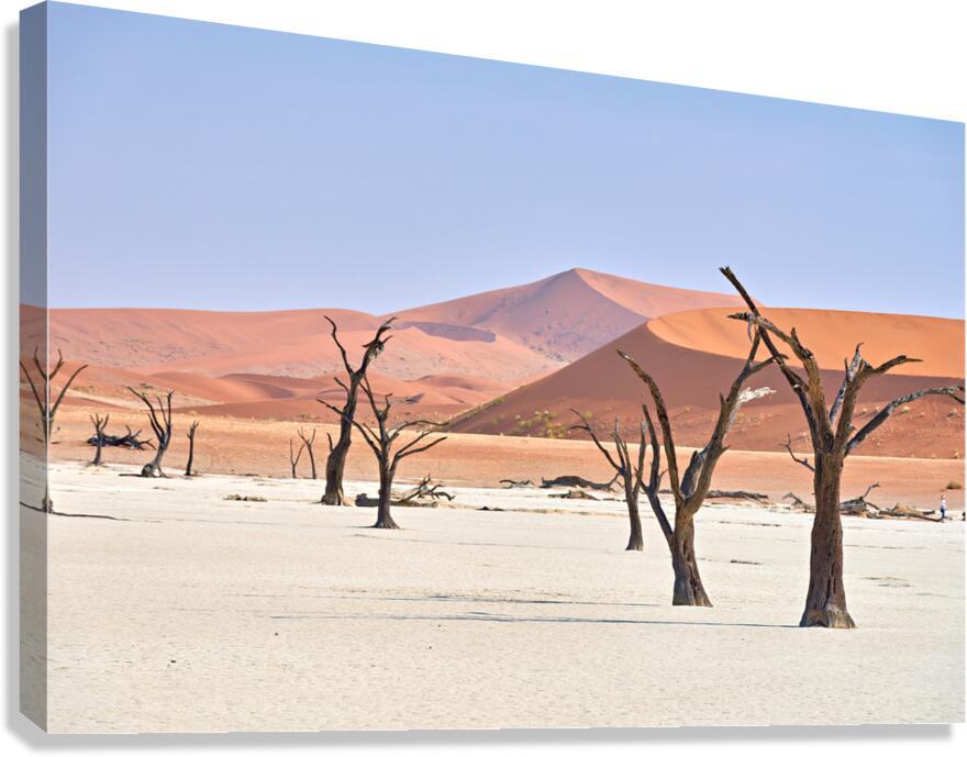 Dried camel thorn trees in Deadvlei Namibia under clear sky