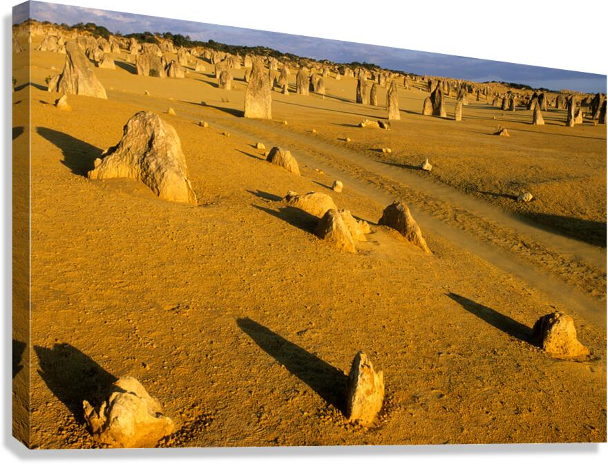 Limestone pinnacles rise from golden desert sand at sunset.