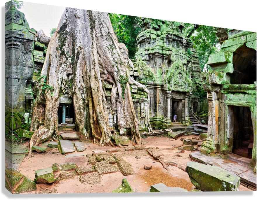 Ancient temple ruins consumed by giant tree roots.