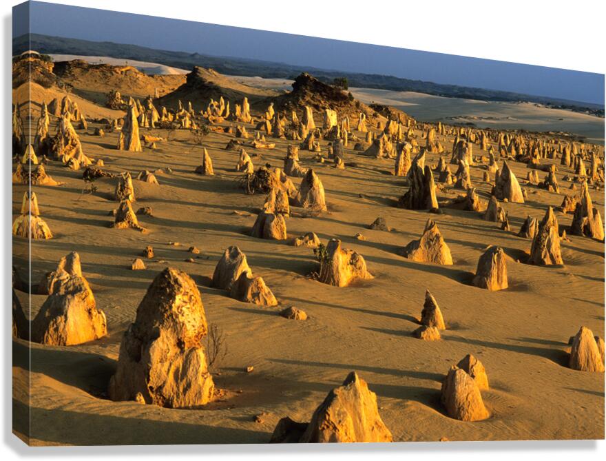 The Pinnacles Deserts limestone pillars glow at sunset.
