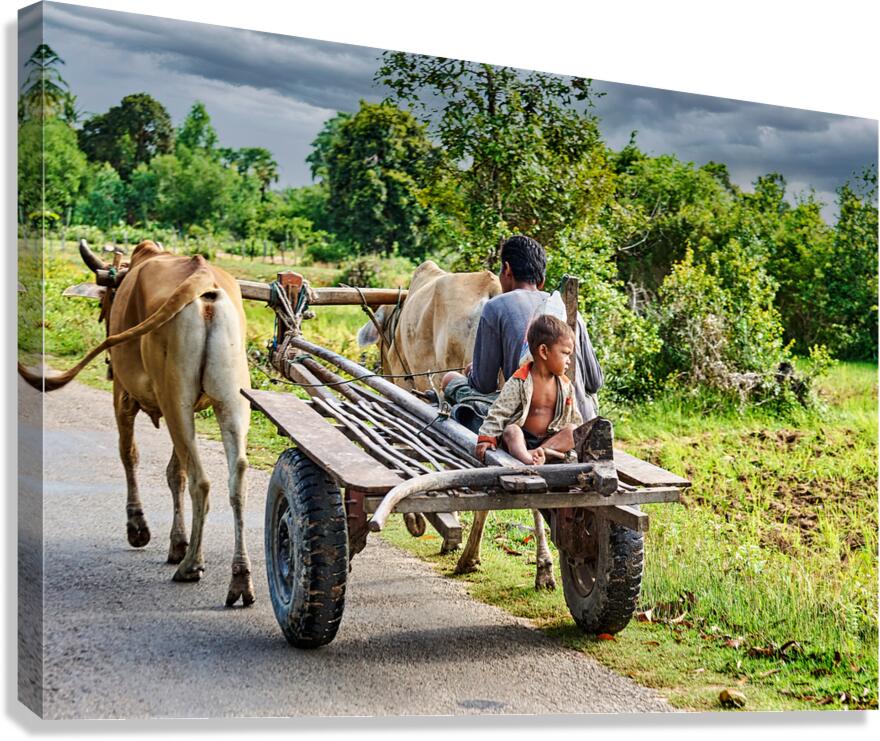 Man and child ride bullock cart on rural road.