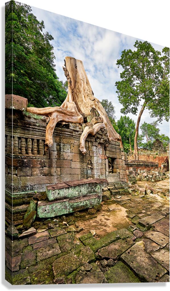Tree roots engulf ancient temple ruins.