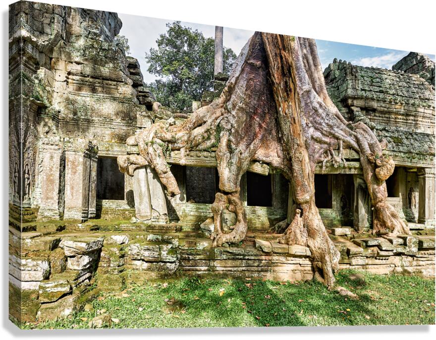 Ancient temple ruins embraced by massive tree roots.