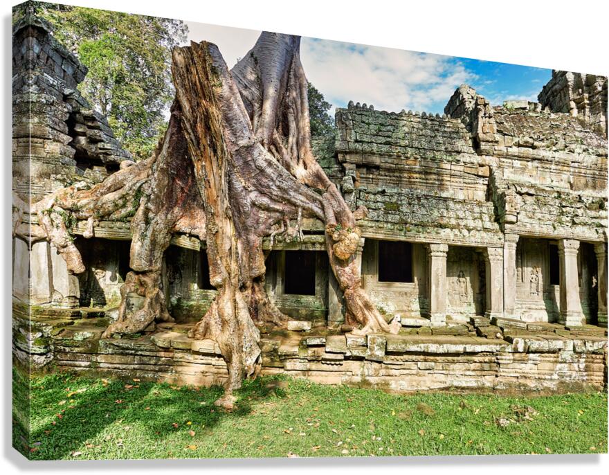 Tree roots engulf ancient temple ruins.