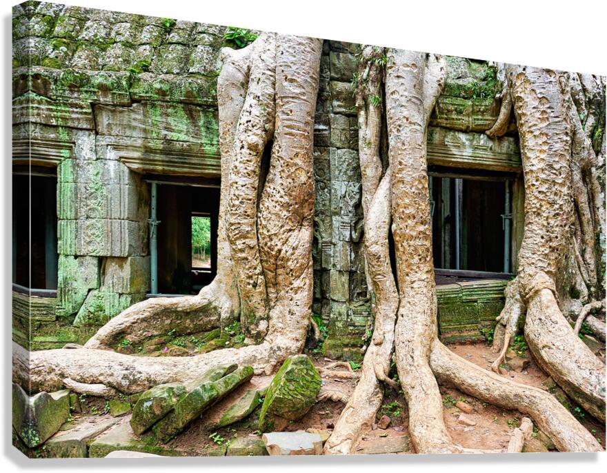 Giant tree roots engulf ancient mossy temple ruins.