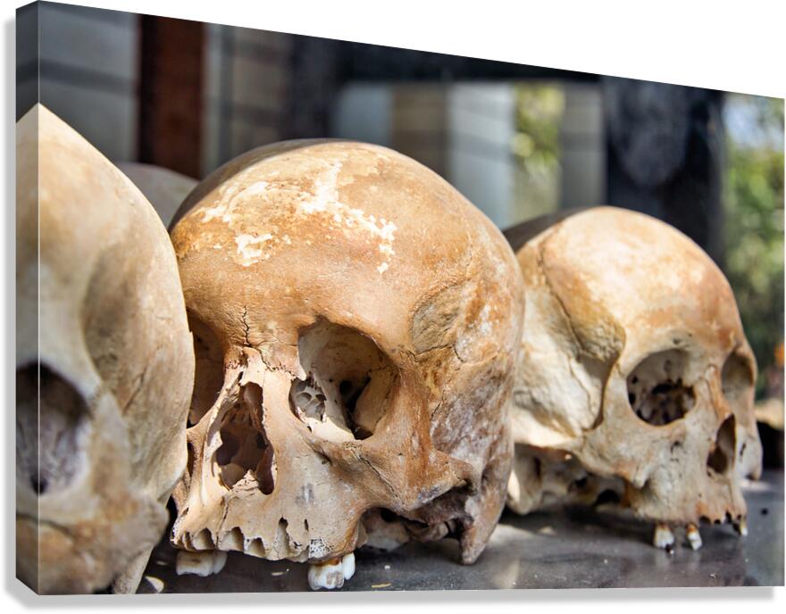 Multiple human skulls on display.