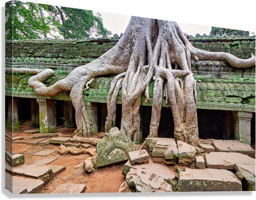 Giant tree roots engulf ancient temple ruins.