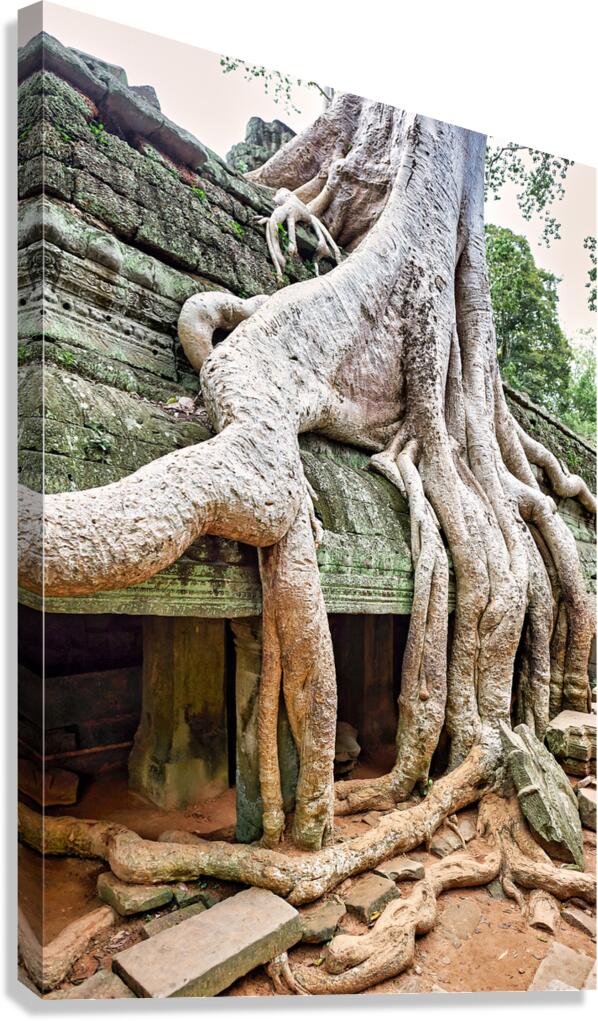 Giant tree roots engulfing ancient temple ruins.